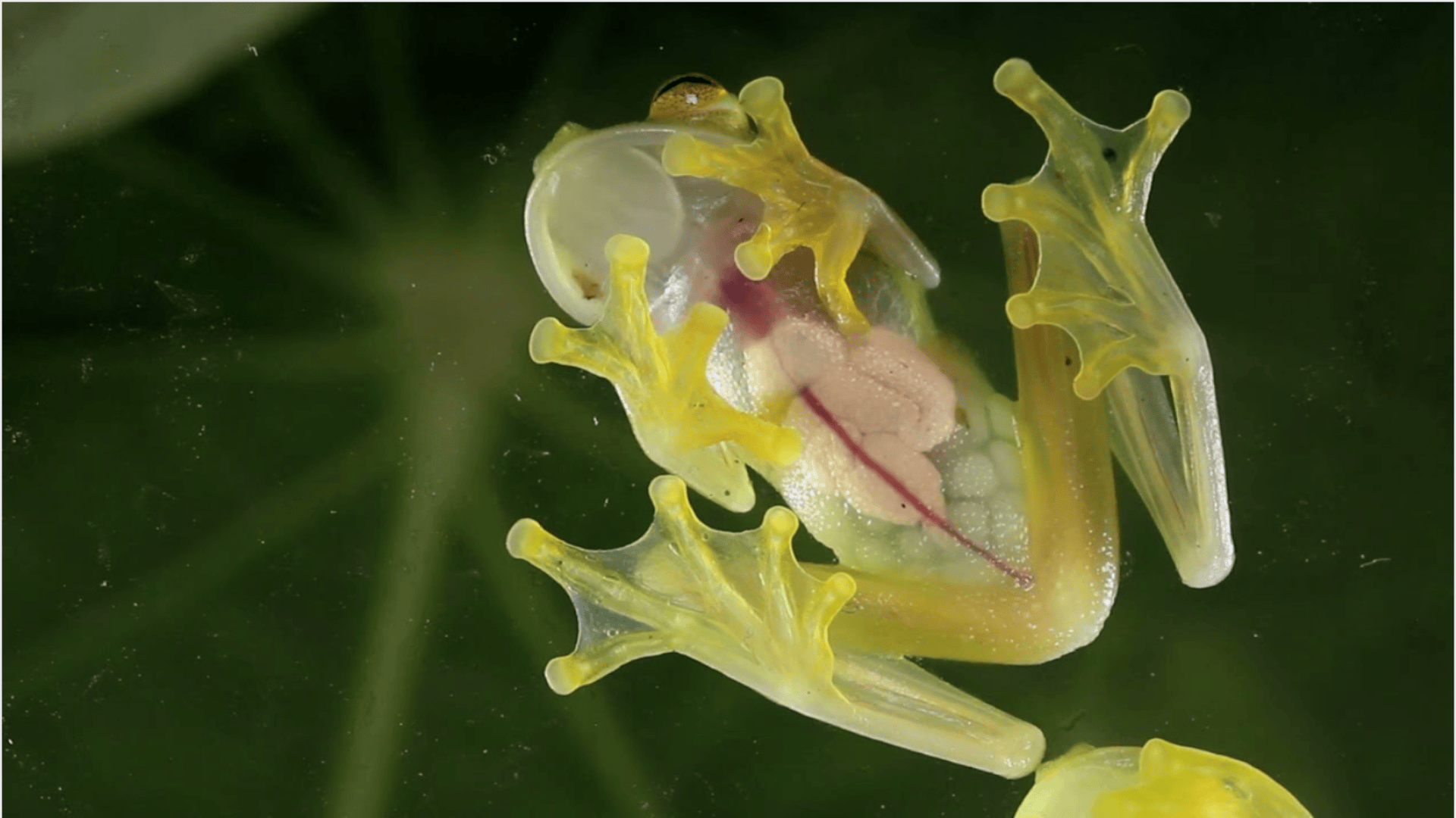 translucent glass frog clinging to surface, underside visible showing internal organs and delicate limbs with suction pads