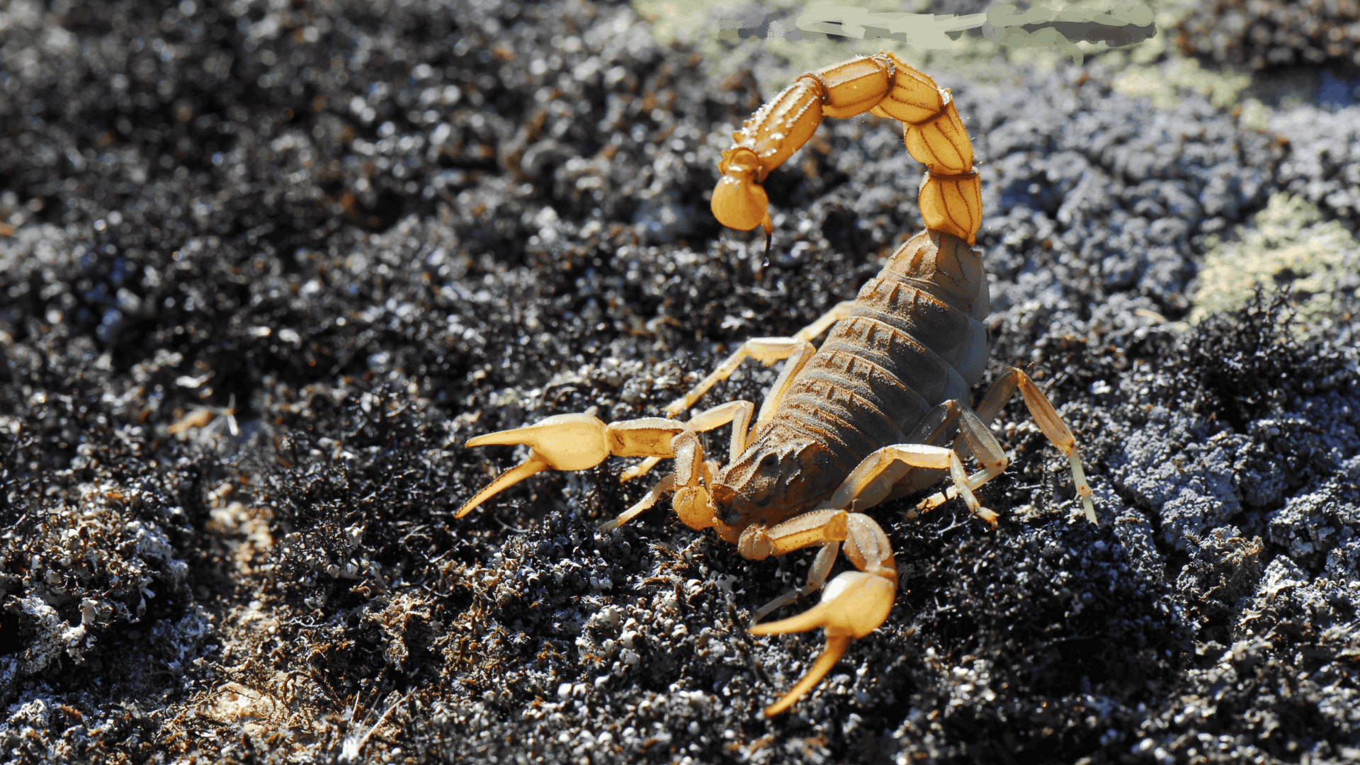 yellow scorpion on dark soil, curved tail raised with stinger ready, claws extended in a defensive posture